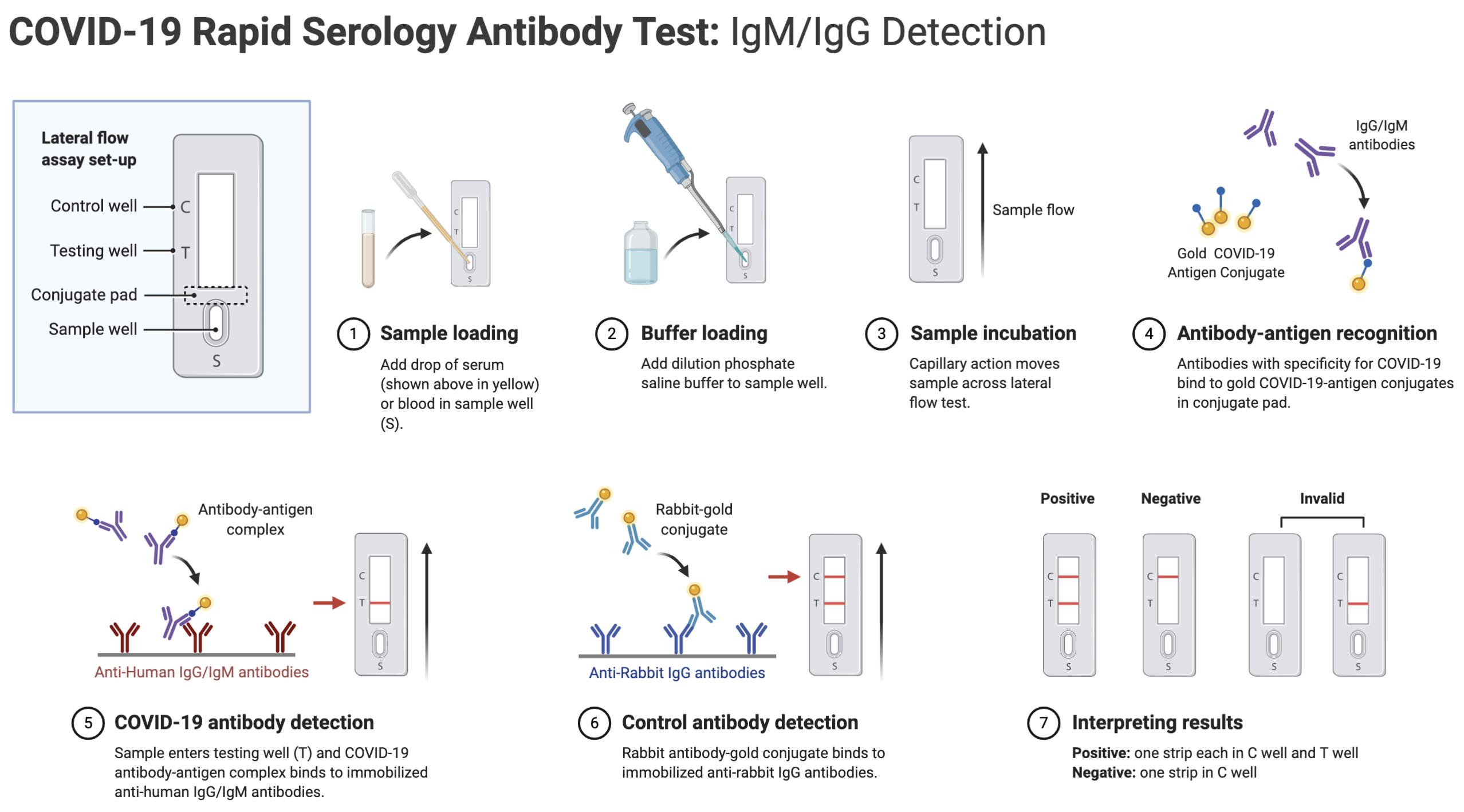 How Much Do Covid Antibody Tests Cost – fr.modulartz.com